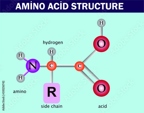 amino acid structure. chemistry lesson
