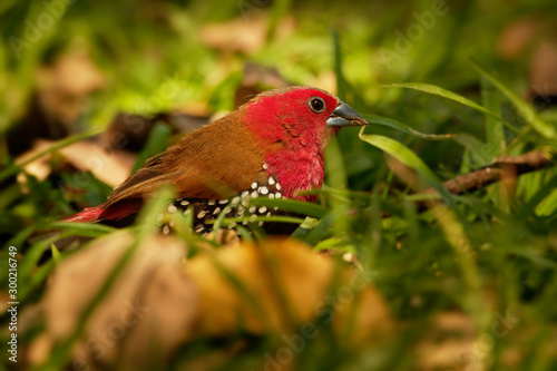 Red-throated Twinspot - Hypargos niveoguttatus common species of bird found in sub-saharan Africa, red bird with brown wings and white spotted black belly photo