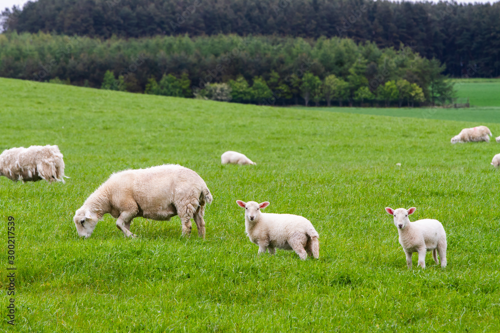 Obraz premium Scotish coast with sheeps in the fields