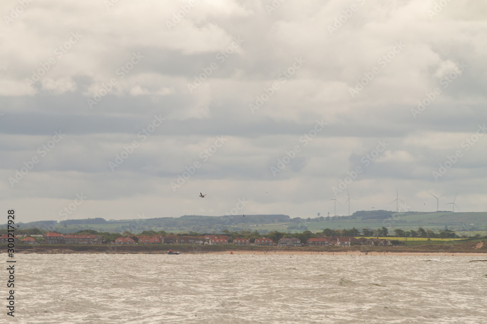 Fototapeta premium Birds in Farne Islands, UK