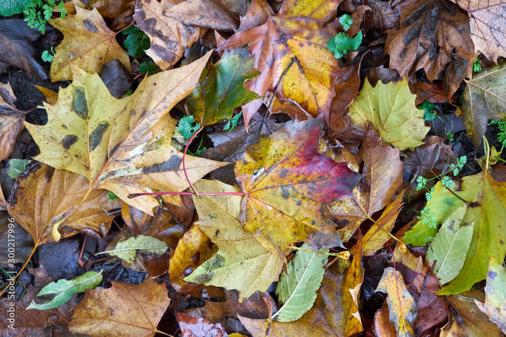 Obraz premium Autumn leaves background. Close up.