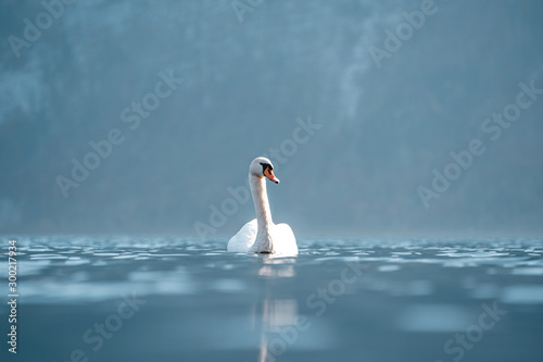 Fototapeta Naklejka Na Ścianę i Meble -  Amazing swan close up image, Cygnus close up photography