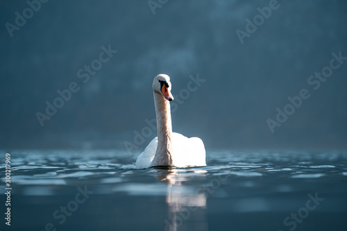 Amazing swan close up image, Cygnus close up photography