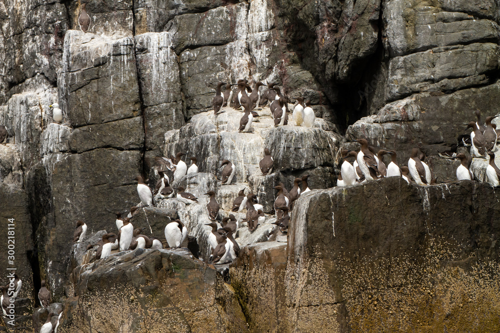 Naklejka premium Birds in Farne Islands, UK