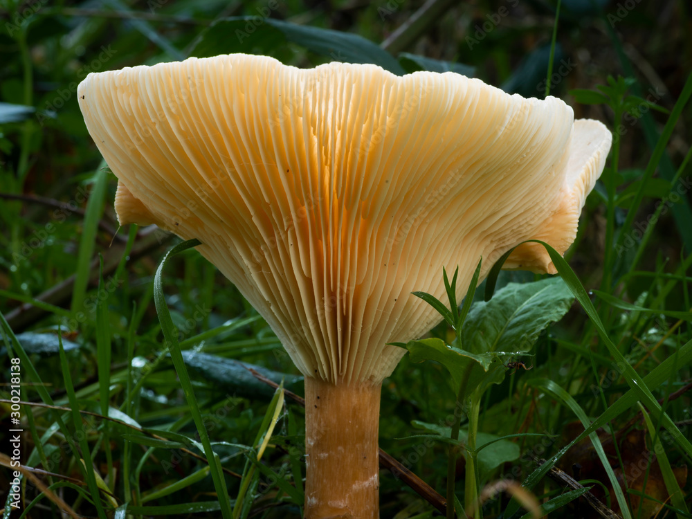 Ground level view of common funnel mushroom (Clitocybe gibba) showing the gills, growing in woodland, UK. Ground level view of common funnel mushroom (Clitocybe gibba) showing the gills, growing in woodland, UK.