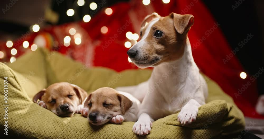 Cute jack russel dog lying laying with her little puppies which are sleeping tightly with atmospheric lights on background - christmas spirit close up 4k