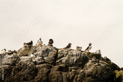 Colonies of puffins on rocks, by the shore