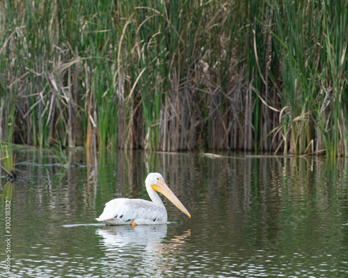 Pelican photo