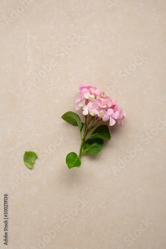 Pink blooming hydrangea flowers from above