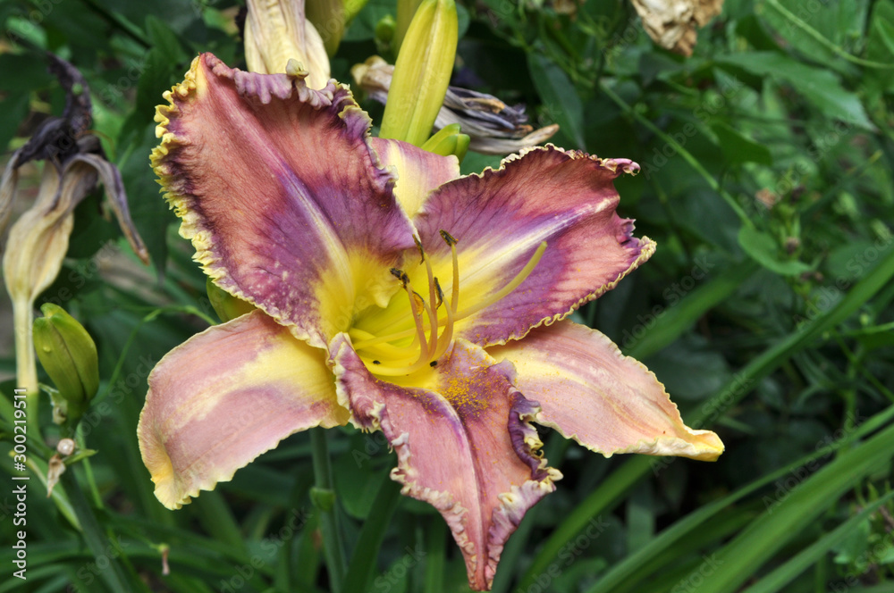 Fototapeta premium Lilies bloom in the garden