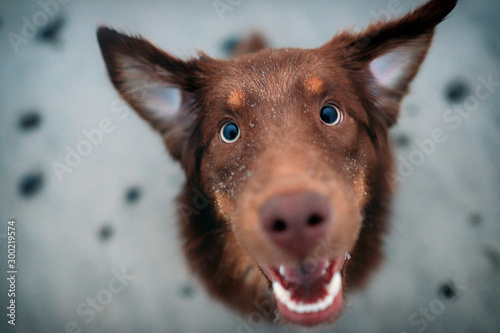 Hund schaut lustig in die Kamera © Luetjemedia