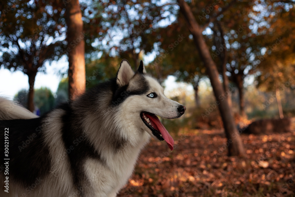 Obraz premium Happy Siberian Husky, portrait of a dog
