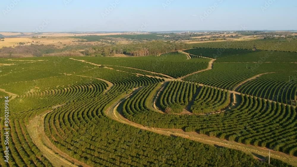 aerial view of green coffee field in Brazil aerial view of green coffee field in Brazil