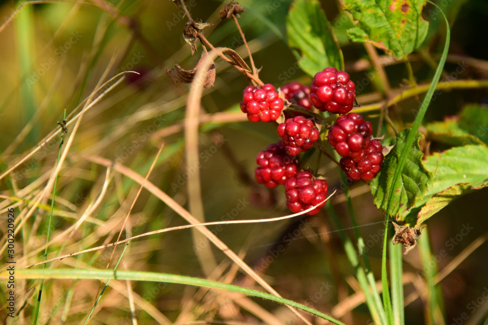 Blackberry fruit growing on branch blackberries in wild Blackberry fruit growing on branch blackberries in wild