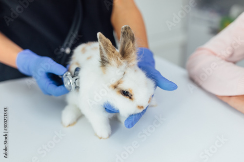 Woman veterinarian is checking health of white rabbit in her office  close up photo. Pets concept.