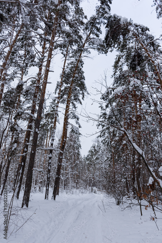 Fototapeta premium Landscape with snow-covered trees and road
