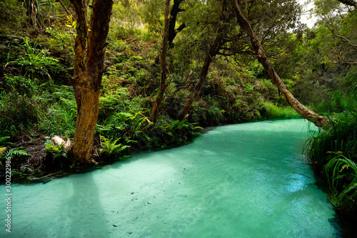 Tablou canvas Australia Fraser Island Eli Creek turquoise river in the jungle