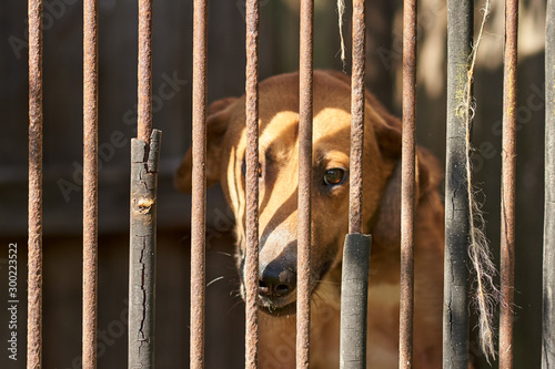 Sad brown dog behind the fence. Alone holmeless dog in the cage