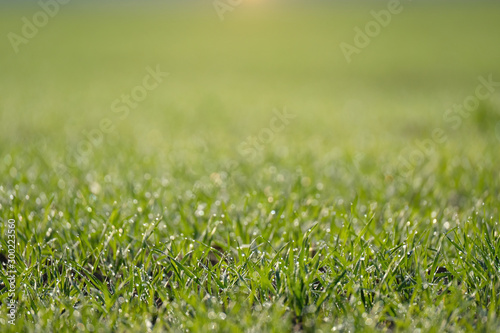 Selective focus blurred dew dops on green pasture, young seedling (cereal plants) field and colourful natural morning sunlight bokeh. Background and texture with light and shadow.