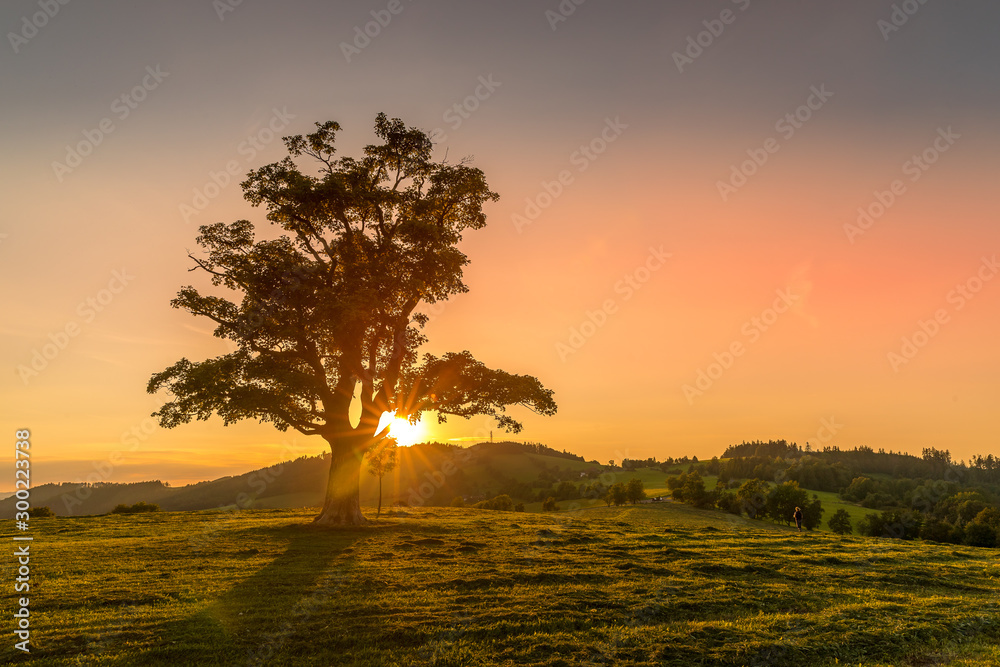 Abandoned tree when sun rays pass through the center of the trunk and orange clouds staying at sunset overlooking the countryside and hay on the edge of captured in Beskids nature Abandoned tree when sun rays pass through the center of the trunk and orange clouds staying at sunset overlooking the countryside and hay on the edge of captured in Beskids nature