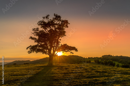 Abandoned tree when sun rays pass through the center of the trunk and orange clouds staying at sunset overlooking the countryside and hay on the edge of captured in Beskids nature © Lukas