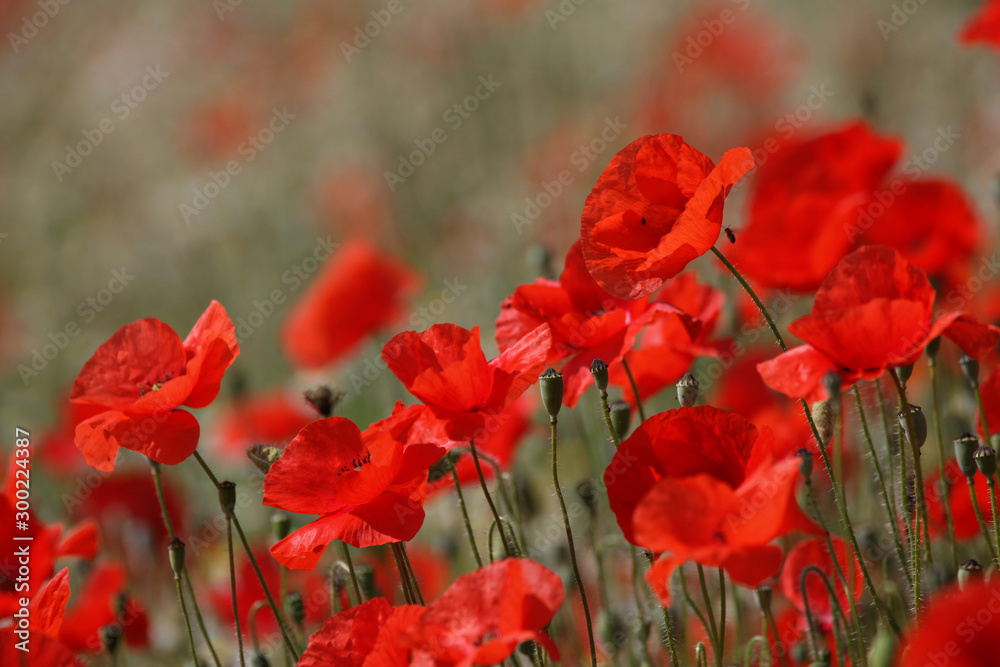 Obraz premium Klatschmohn (Papaver rhoeas)