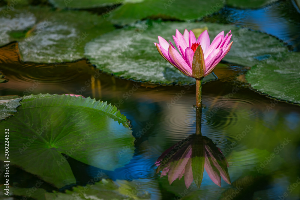 Beautiful pink purple flower of water lily or lotus flower Nymphaea in old verdurous pond. Big leaves of waterlily cover water surface. Water plant colorful nature ornamental background. Beautiful pink purple flower of water lily or lotus flower Nymphaea in old verdurous pond. Big leaves of waterlily cover water surface. Water plant colorful nature ornamental background.