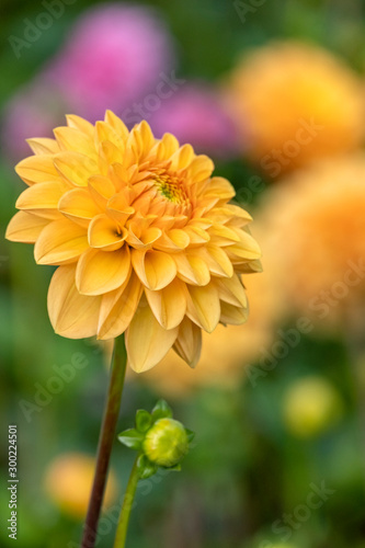 Dahlie  Dahlia 