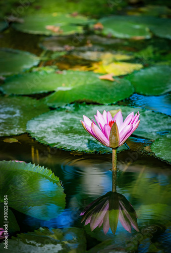 Beautiful pink purple flower of water lily or lotus flower Nymphaea in old verdurous pond. Big leaves of waterlily cover water surface. Water plant colorful nature ornamental background.