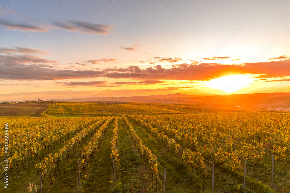 Construction of the lookout point Kobylí Vrch and one of the columns overlooking the wine field and fresh vines and setting sun during the autumn evening area of South Moravia.