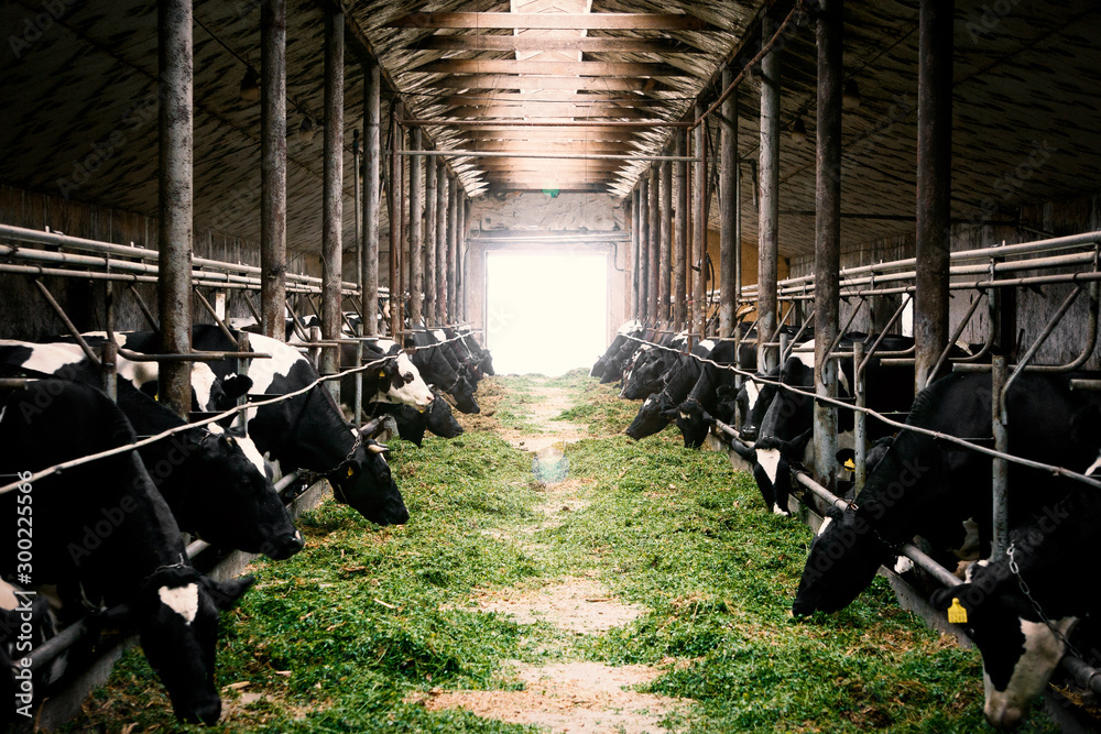 Black and white cows in a farm cowshed eating green grass - obrazy, fototapety, plakaty 