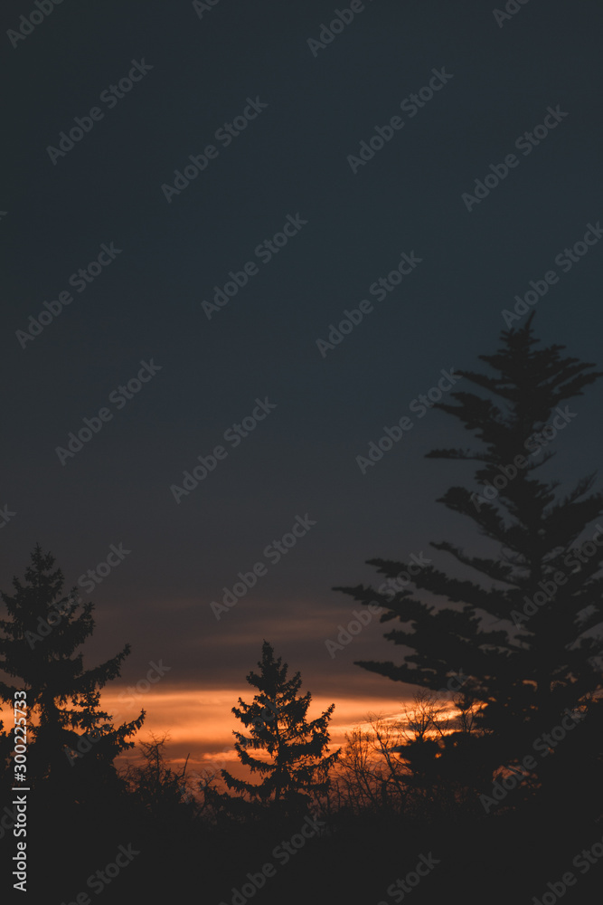 Baumspitzen im Sonnenuntergang