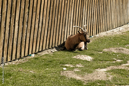 A goat lies near a wooden fence on green grass. Pets.View on a goat lying on a grass.