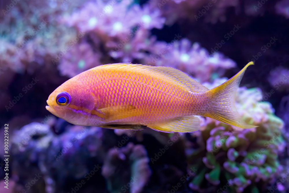 Bright Pink and Yellow Blue Eyed Anthias Tropical Fish with Corals