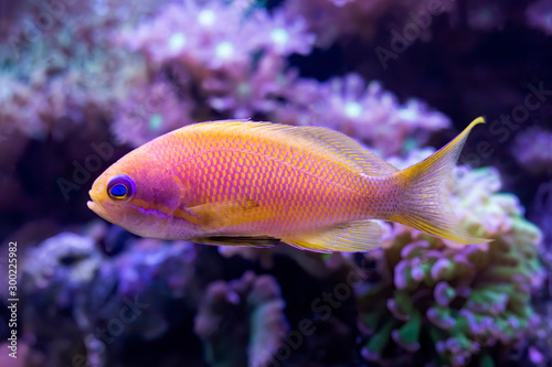Bright Pink and Yellow Blue Eyed Anthias Tropical Fish with Corals