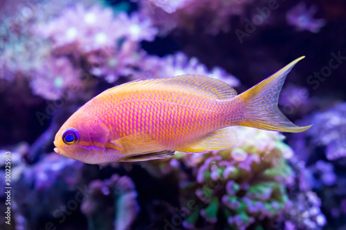 Detail Profile Blue Eyed Anthias Tropical Fish in Yellow and Pink in Fish Tank