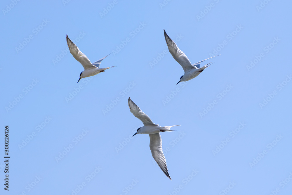 Obraz premium Three Forsters Tern flying in a cloudless sky