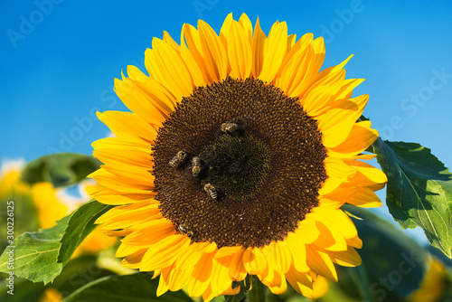 Sunflower with five bees on the flower basket