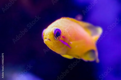 Bright Yellow and Pink Tropical Fish in Aquarium Blue Eyed Anthias