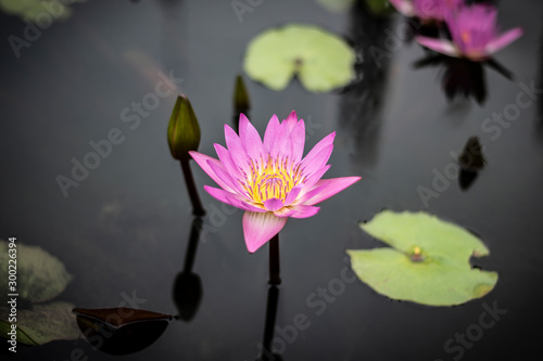 Bright purple lotus in a pond surrounded by green leaves in the water