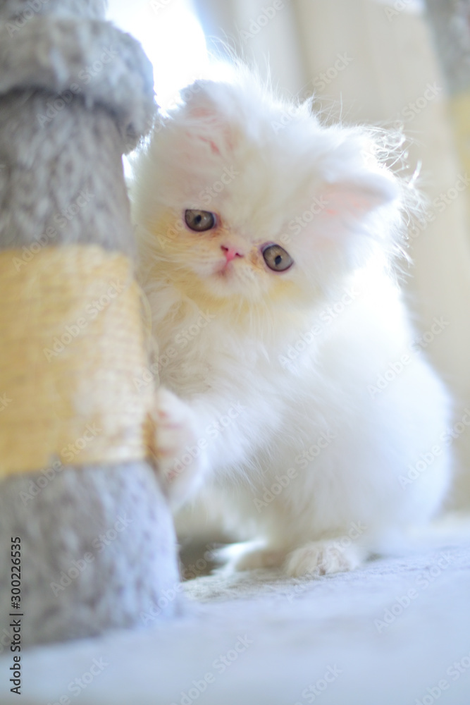 cute christmas white persian baby cat kitten