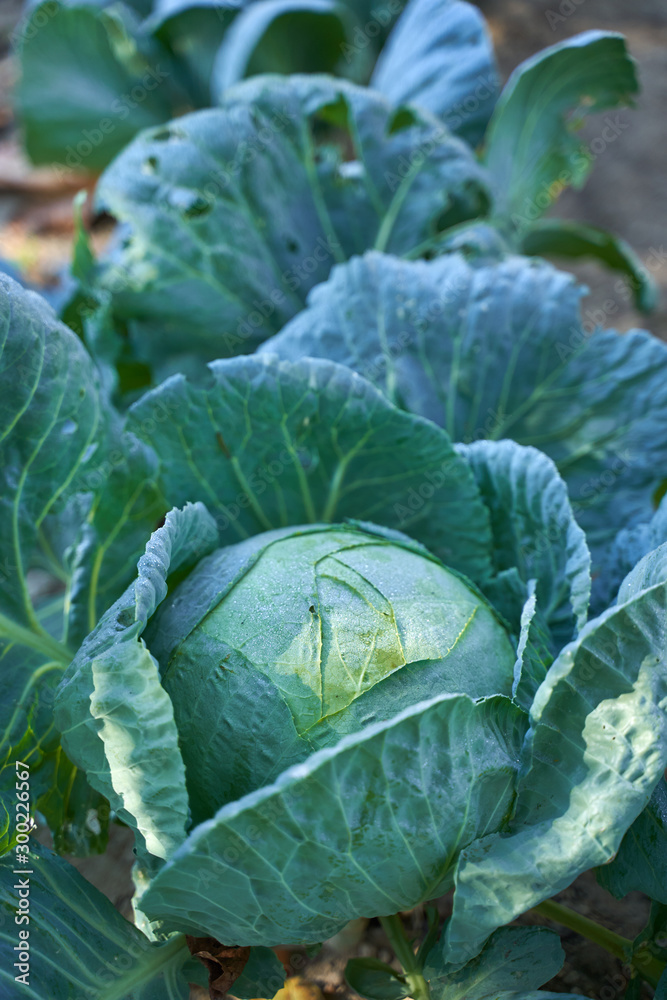 Fototapeta premium White cabbage in the garden, after rain