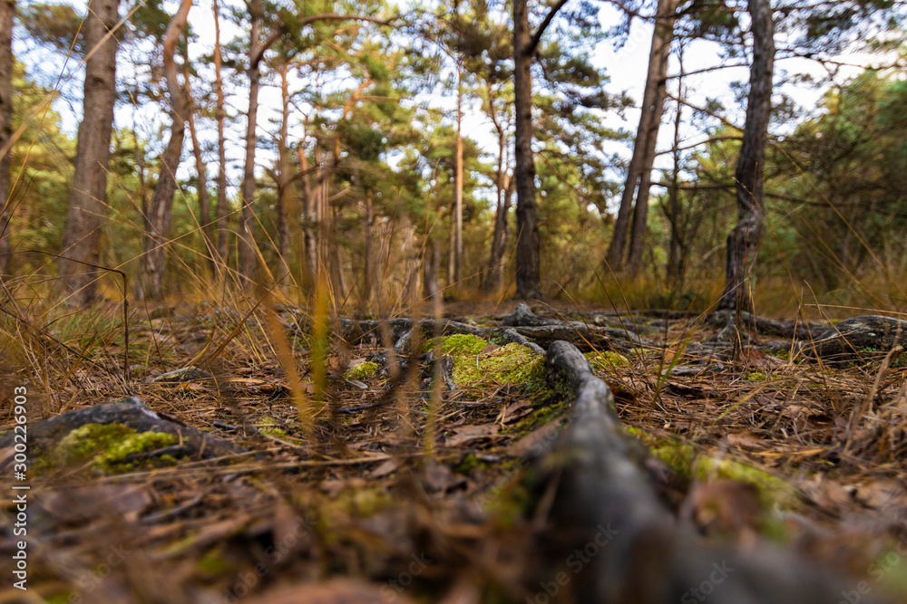 Fototapeta premium Waldweg