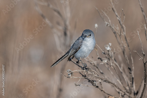 Blue Gray Gnatcatcher bird has delicate balance perched on the thin branches of the estuary vegetation. photo