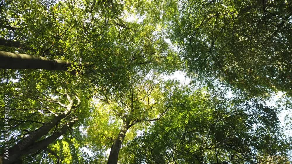 Autumn Forest trees filmed upwards to the sky Autumn Forest trees filmed upwards to the sky