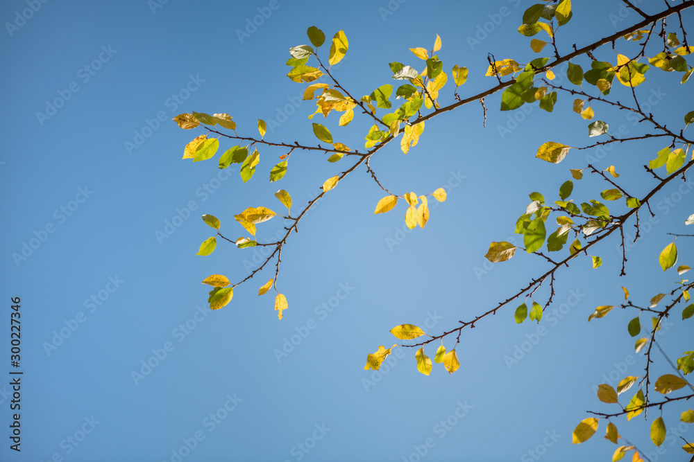Colorful Autumn Leaves against blue sky