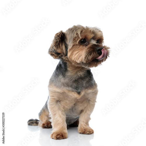 yorkshire terrier dog sitting and licking nose while looking aside