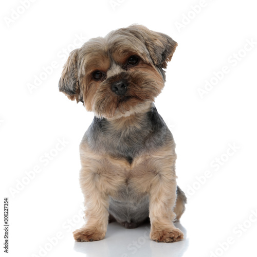 yorkshire terrier dog sitting and staring at camera confused