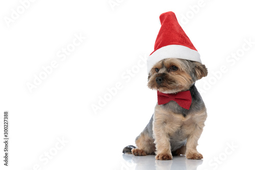 Photography yorkshire terrier dog wearing christmas hat sitting and looking away