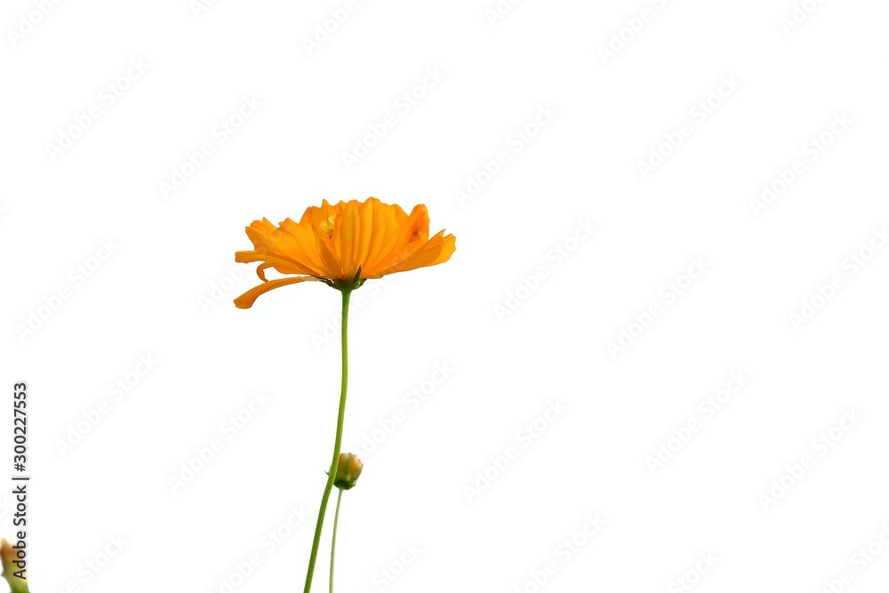 A single sweet yellow cosmos flower blossom on white isolated background and copy space A single sweet yellow cosmos flower blossom on white isolated background and copy space